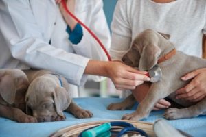 contabilidade-para-clínica-veterinária-cachorro-e-veterinário
