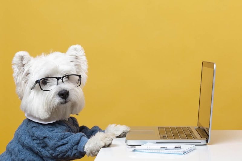 contabilidade-para-pet-shop-cachorro-no-computador